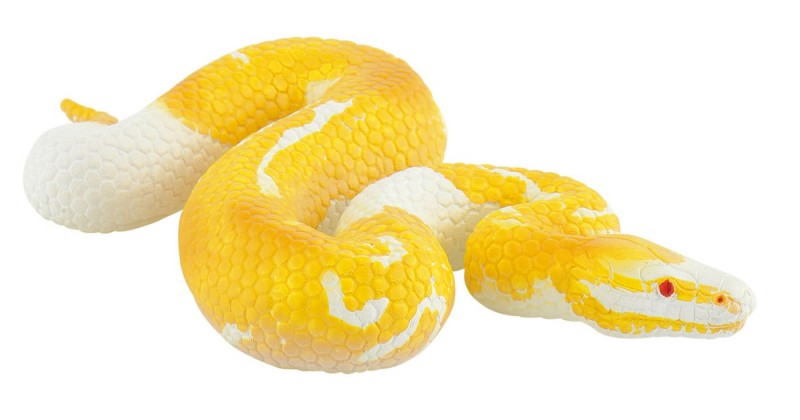 Albino Ball Python