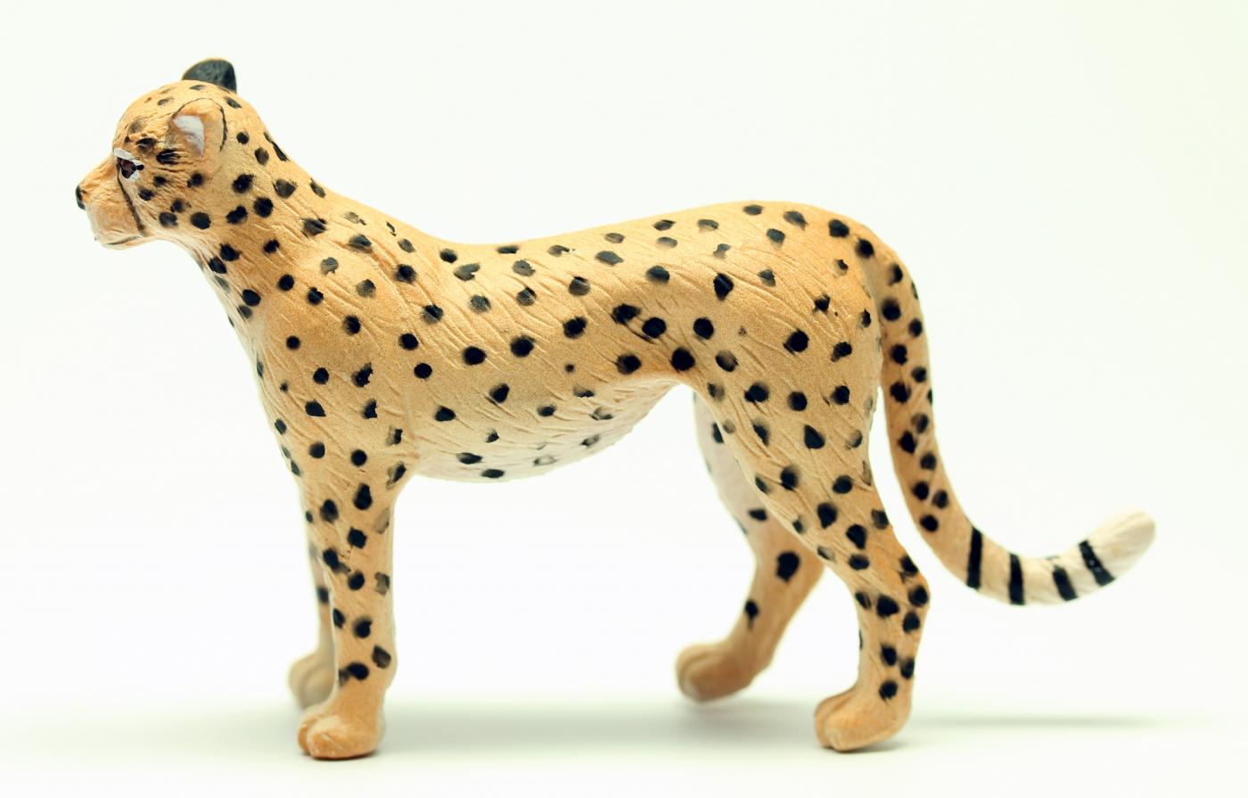 Animals of Australia Cheetah 75904