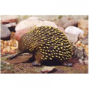 AoA 75484 Echidna - animal figures at spielzeug-guenstig.de