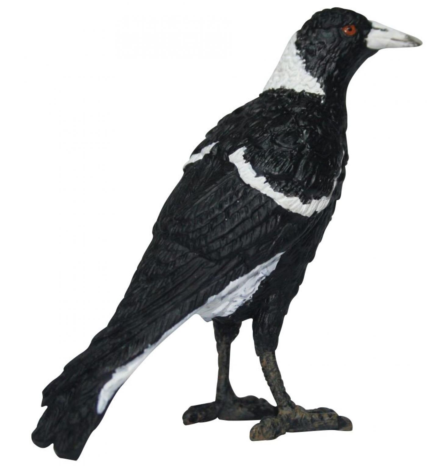 Australische Vogel Animals Of Australia Elster 75221