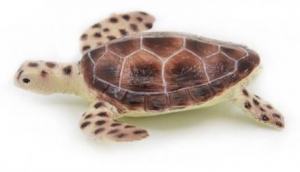 Australian Sealife: Animals of Australia Green Turtle  75965