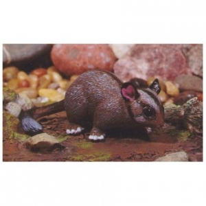 AoA 75457 H�rnchenbeutler Leadbeater`s Possum bei spielzeug-guenstig.de