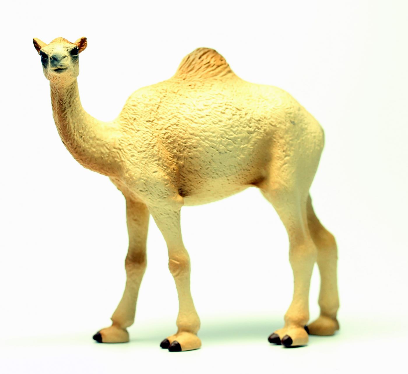 Animals of Australia Kamel 75906