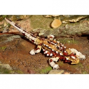 AoA 78002 Thorny Devil - animal figures at spielzeug-guenstig.de
