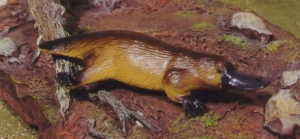 AoA 75455 australisches Schnabeltier Platypus bei spielzeug-guenstig.de