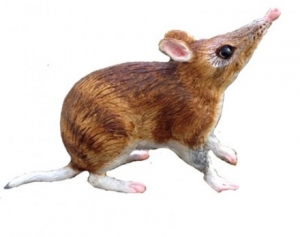Animals of Australia kleiner Nasenbeutler 75371 Wilde Tiere