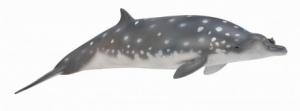 CollectA Sealife: CollectA Blainvilles Beaked Whale 88761