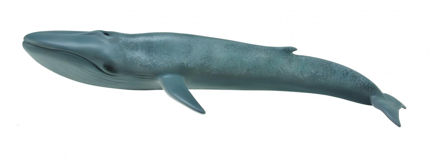 CollectA Sealife: CollectA Blue Whale 88834