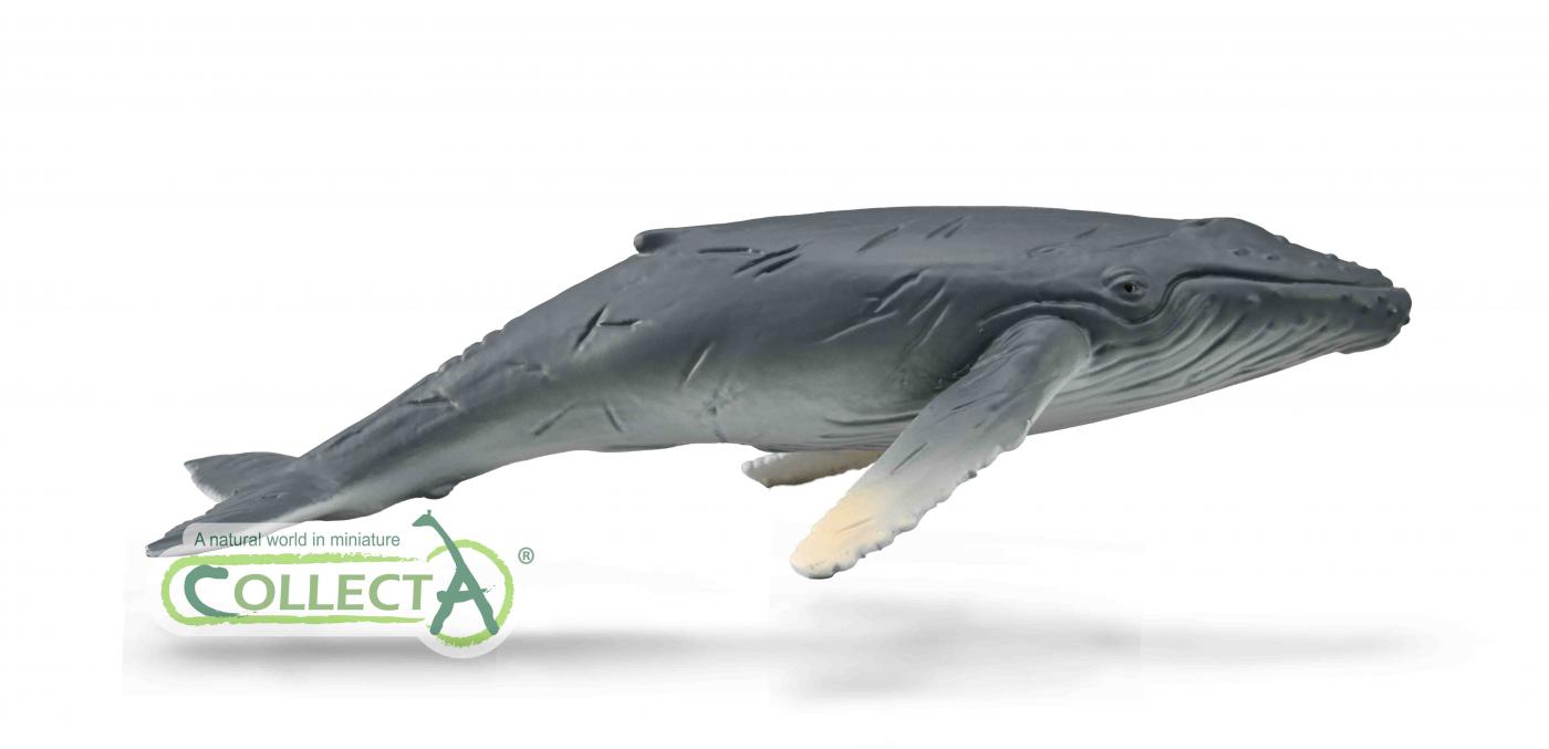 CollectA Buckelwal-Kalb 88963