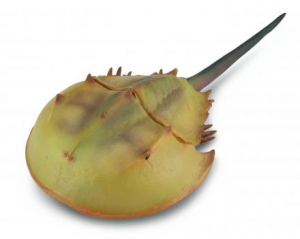 CollectA Prehistoric: CollectA Horseshoe Crab 88905