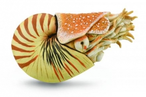 CollectA Prehistoric: CollectA Nautilus Pompilius 88907