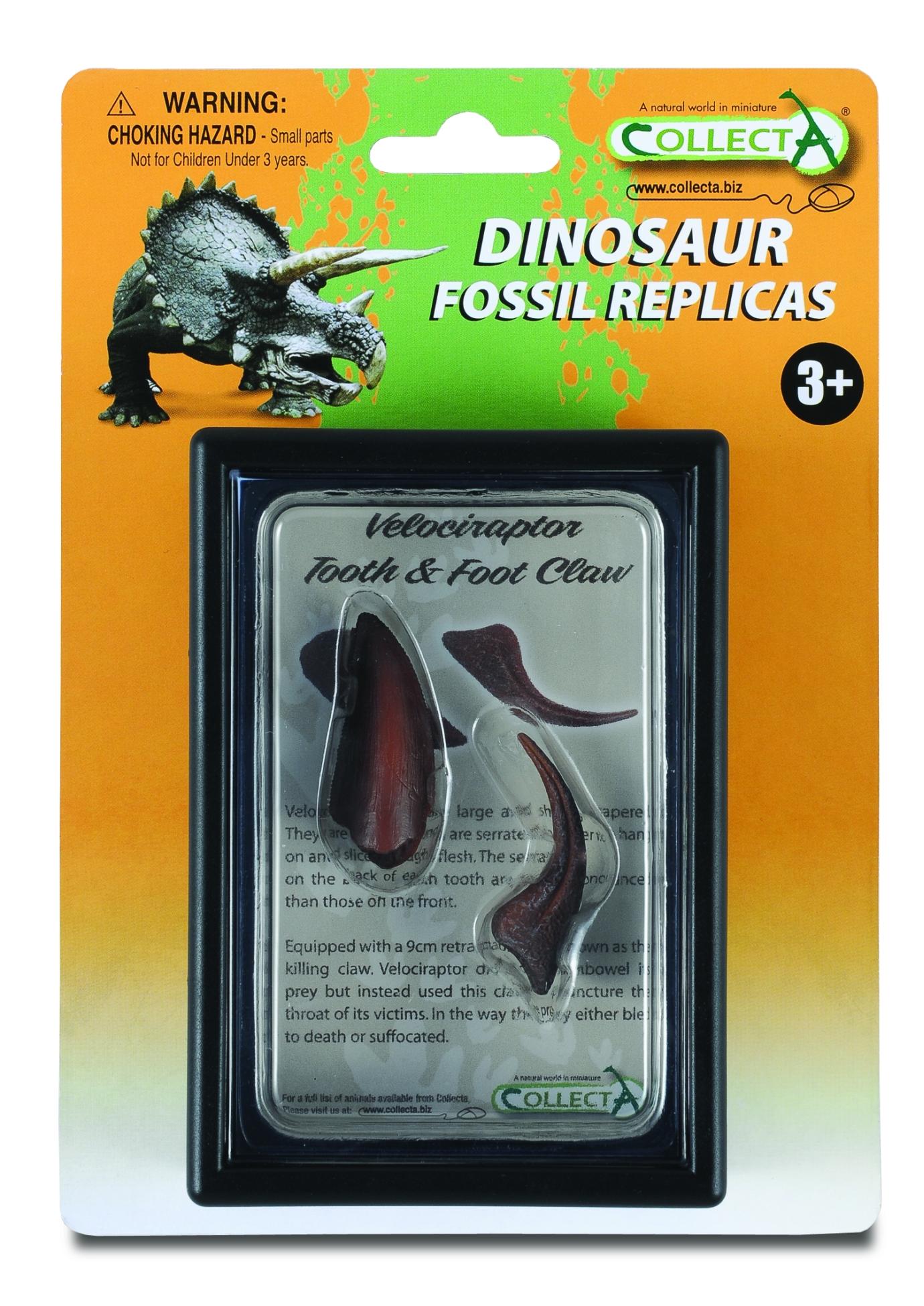 CollectA Replik Zahn & Fu� Klaue des Velociraptor Box Set
