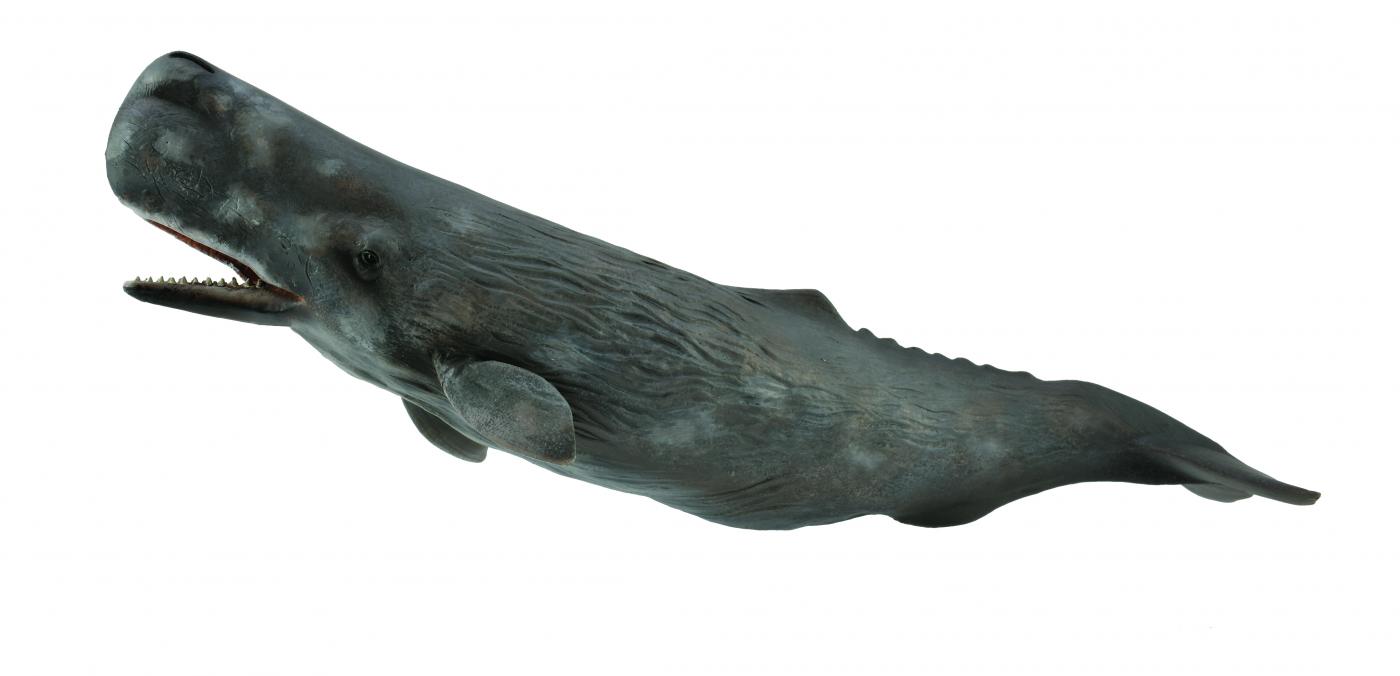 schleich humpback whale