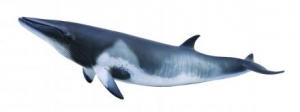 CollectA Meerestiere: CollectA Zwergwal 88862