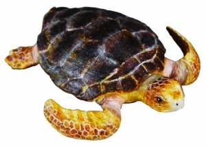 CollectA 88094 kleine Moschusschildkr�te - Tierfiguren bei spielzeug-guenstig.de