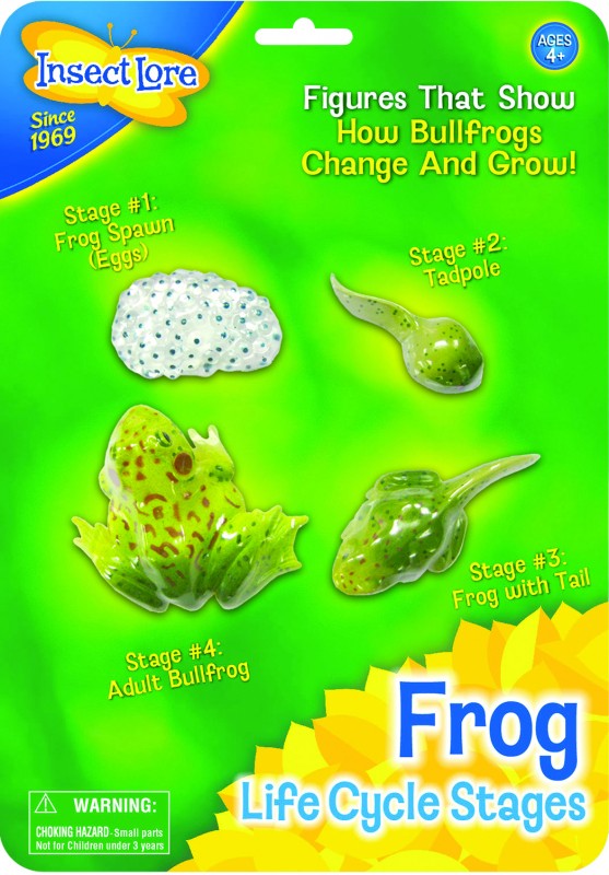 Insect Lore Frosch Lebenszyklus