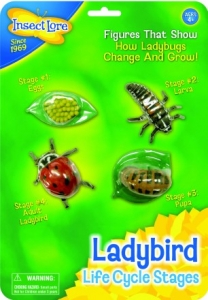 Insect Lore specialized on butterflies and life cycles of insects.