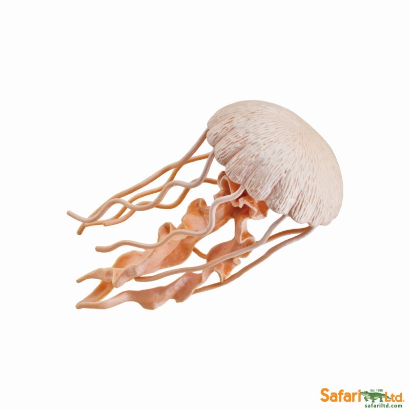 Jellyfish
