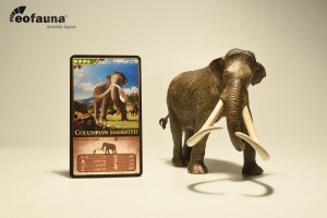 Kolumbianisches Mammut eo010