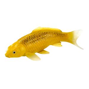 Mojo Koi Karpfen - Kin Matsuba Koi (Gold)