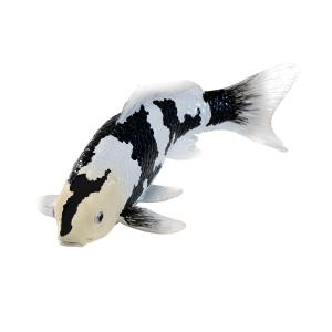 Mojo Koi Karpfen - Shiro Utsuri Koi (Schwarz Wei�)