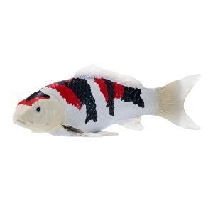 Mojo Koi Karpfen - Showa Sanshoku Koi (dreifarbig)