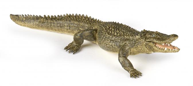Papo Wildtiere der Erde: Papo Alligator 50254