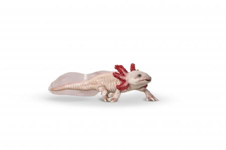 Papo Meereswelt: Papo Axolotl 56066