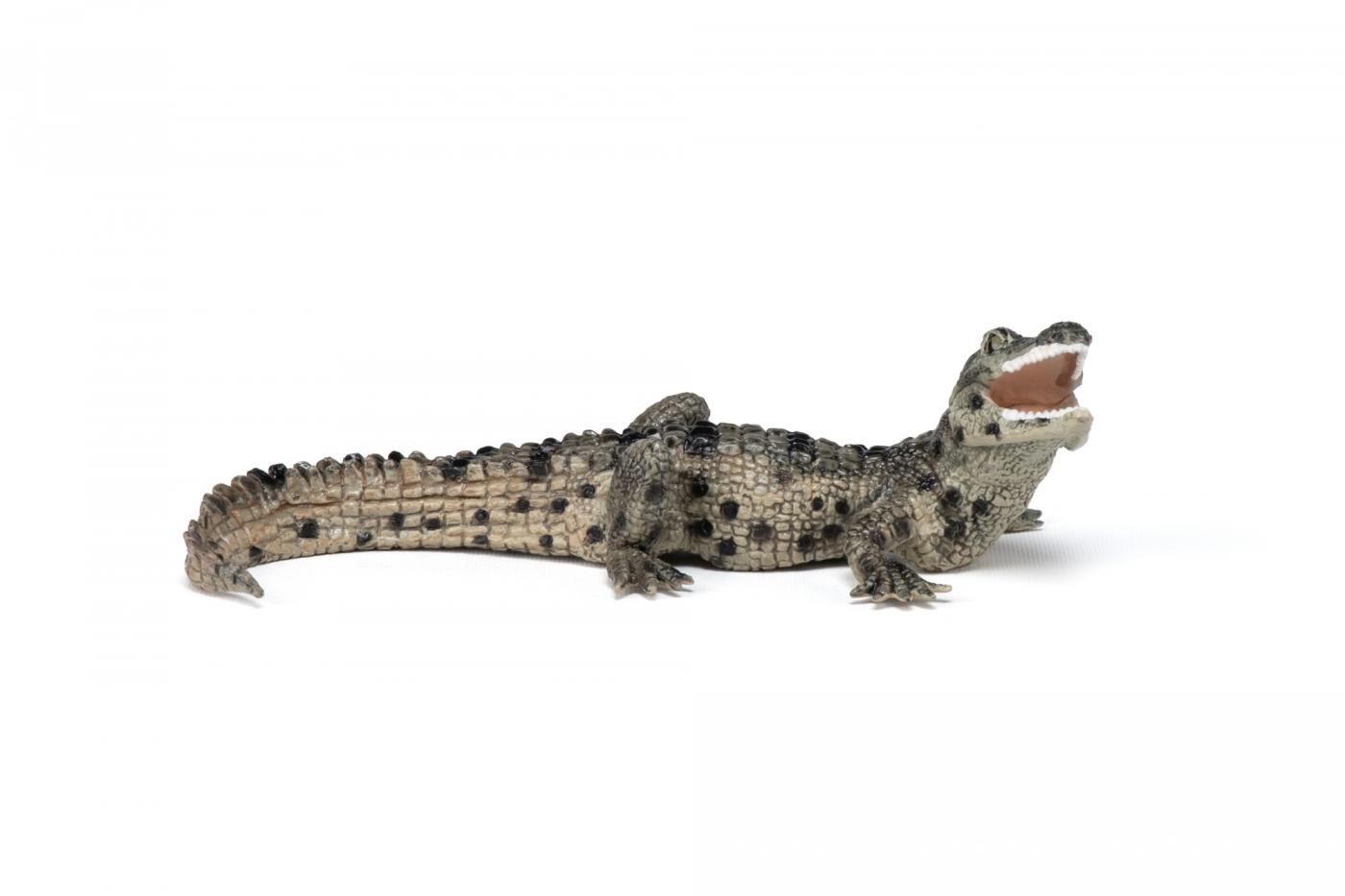 baby alligator for sale canada
