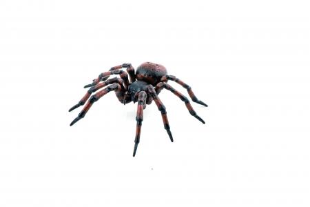 Papo Wild Animal Kingdom: Papo Common spider 50292