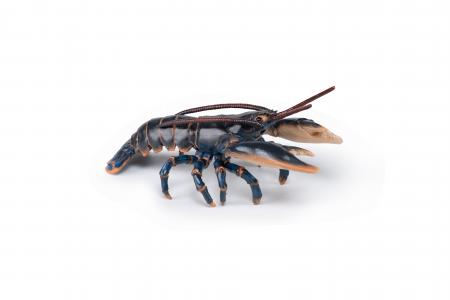 Papo Marine Creatures: Papo Lobster 56052