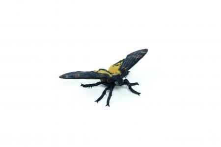 Papo Wild Animal Kingdom: Papo Moth 50299