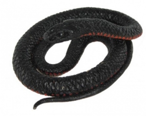 Animals of Australia Red-Bellied Black Snake  75471 Reptiles