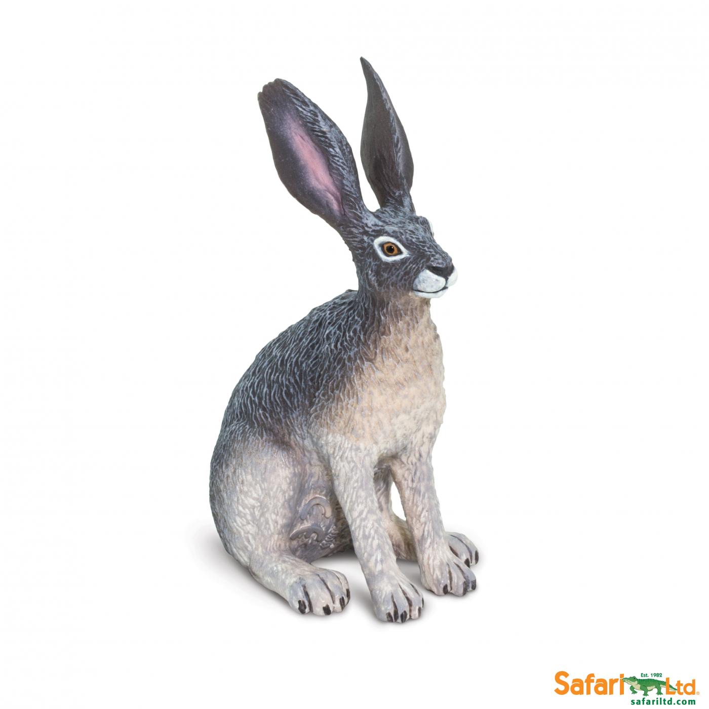Safari American desert hare 182029