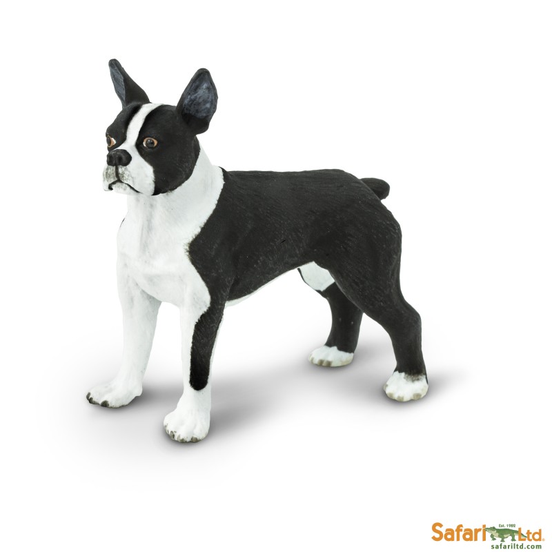 Safari Boston Terrier