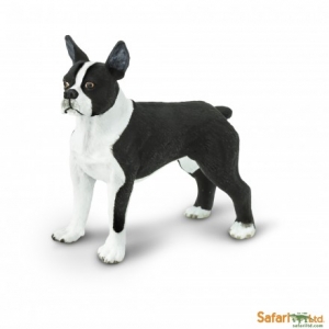 Safari Hunde Best in Show: Safari Boston Terrier