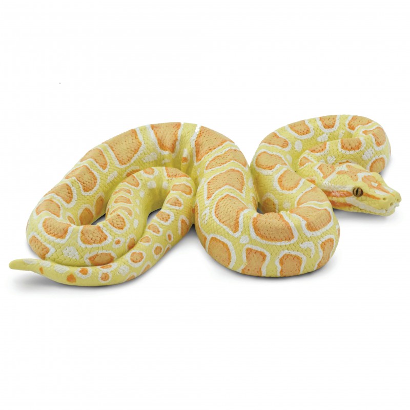 Safari Burmese albino python 100250