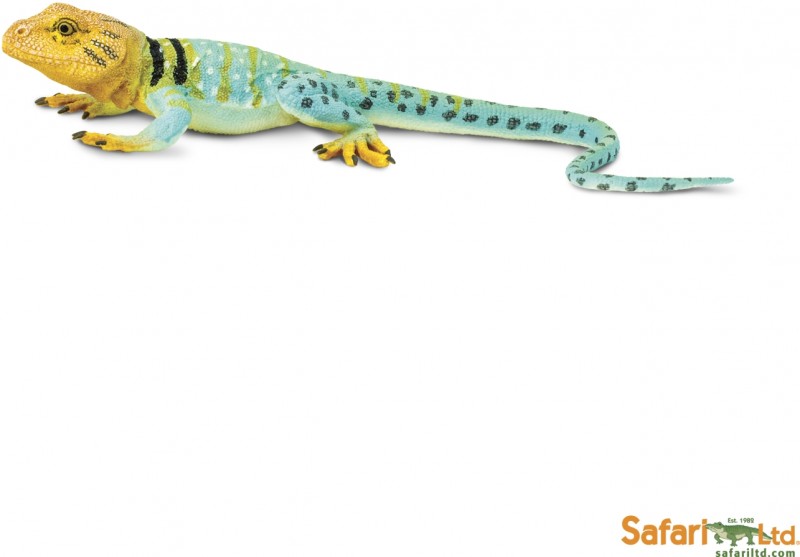 Safari Collared Lizard 271029