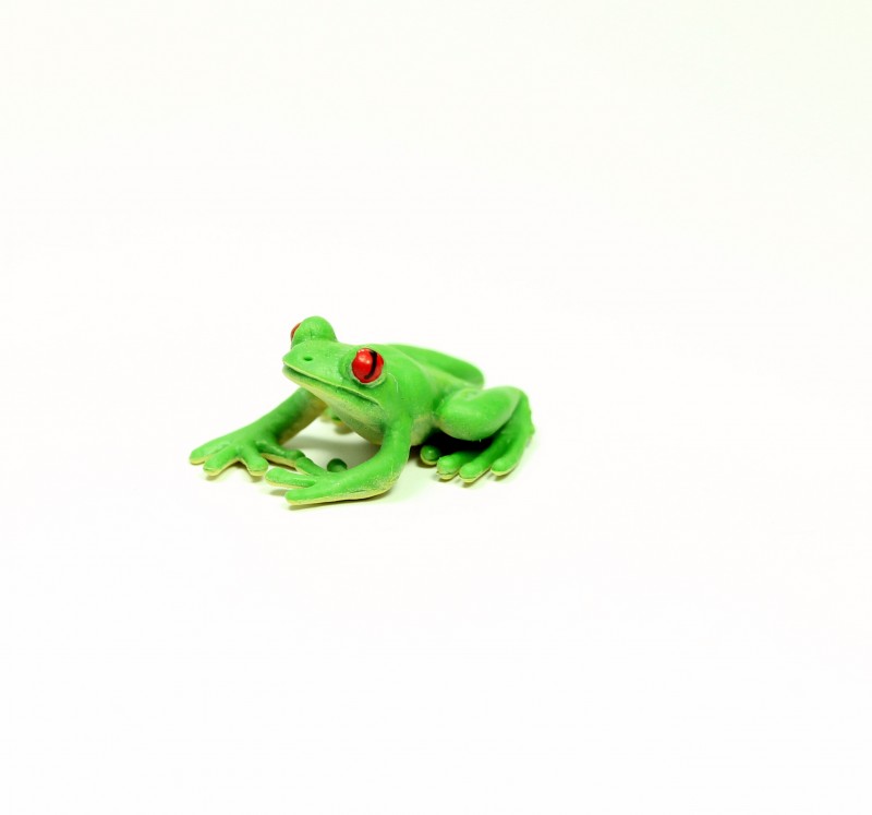 Safari Frosch 3412e