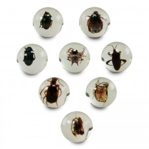 Safariology: Safari Geoworld Bug Marbles - Real Bug Spe