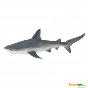 Safari Sea Life: Safari Gray reef shark 00099