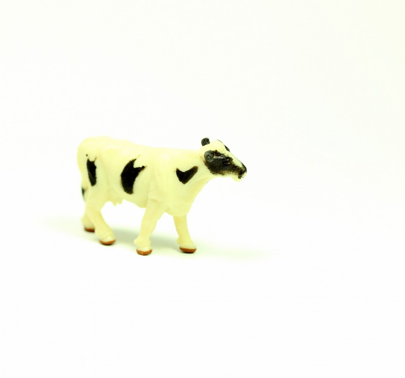 Safari Holsteinkuh 3436e