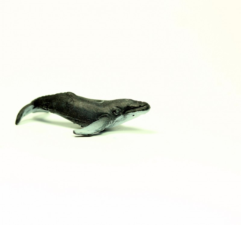 Safari Humpback Whale 3508e