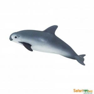 Safari Leben im Meer: Safari Kalifornischer Schweinswal 00101
