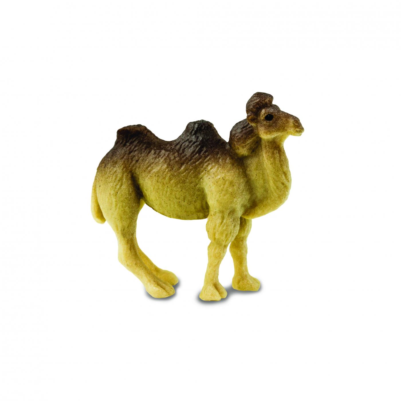 Safari Kamel 353022