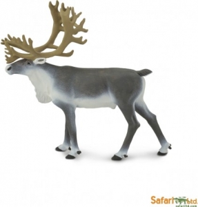 Safari Wildtiere: Safari Karibu 182229