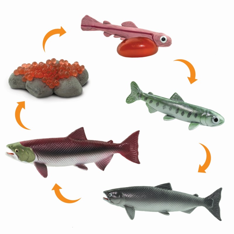 Safari Lebenszyklus Lachs 100267