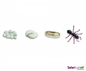 Safari  6639 Lebenszyklus der Ameise - Wissenschaft bei spielzeug-guenstig.de