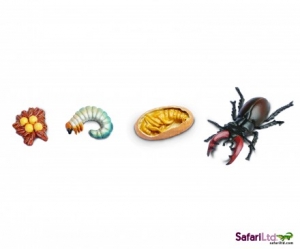 Safari  6614 Lebenszyklus des Hirschk�fer - Wissenschaft