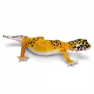 Safari Unglaubliche Kreaturen: Safari Leopardgecko 1025